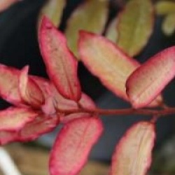 Pseudowintera colorata 