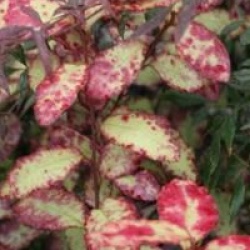 Pseudowintera Red L�opard