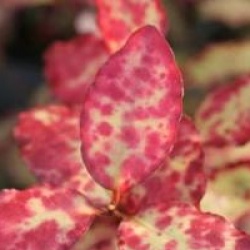 Pseudowintera 'Red Leopard'