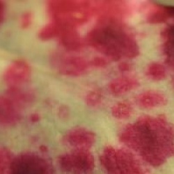 Pseudowintera 'Red Leopard'