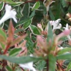 Abelia x grandiflora 'Confetti'