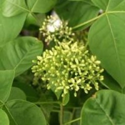 Ptelea trifoliata
