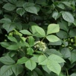 Ptelea trifoliata - Orme de Samarie