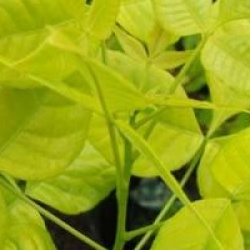 Ptelea trifoliata 'Aurea'