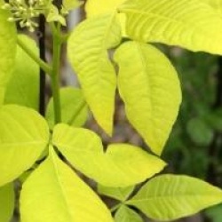 Ptelea trifoliata 'Aurea'