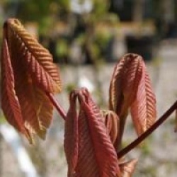 Aesculus parviflora