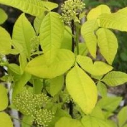 Ptelea trifoliata 'Aurea'