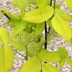 Ptelea trifoliata 'Aurea'