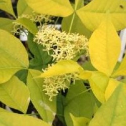 Ptelea trifoliata 'Aurea'