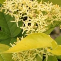 Ptelea trifoliata 'Aurea'