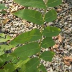 Pterocarya x rehderiana  - Pt�rocarier rehderiana