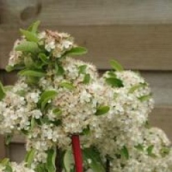 Pyracantha Saphyr Rouge � 'Cadrou' cov