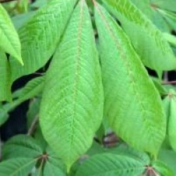 Aesculus parviflora