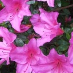 Rhododendron 'Beethoven'