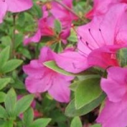 Rhododendron 'Chelsoni'