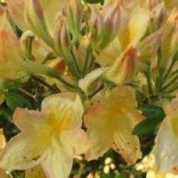Rhododendron 'Evening Fragance' - Azal�e evening fragance