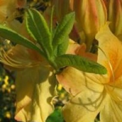 Azal�e caduque Golden Sunset