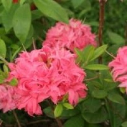 Rhododendron 'Homebush'