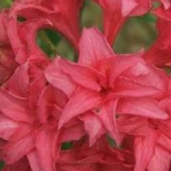 Rhododendron 'Homebush' - Azal�e caduque Homebush