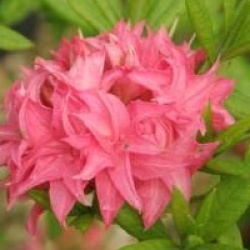 Rhododendron 'Homebush'