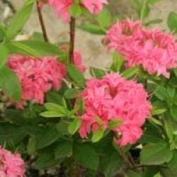 Rhododendron 'Homebush'