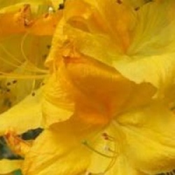 Rhododendron 'Ilam Melford Lemon' - Azal�e ilam melford lemon