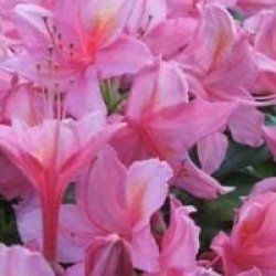 Rhododendron 'Jolie Madame'