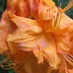 Rhododendron 'Klondyke' - Azal�e caduque Klondyke
