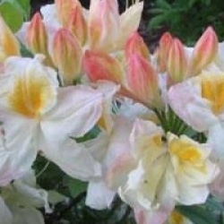 Rhododendron 'Silver Slipper'