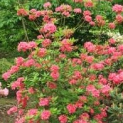 Rhododendron 'Homebush'