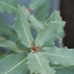 Quercus agrifolia