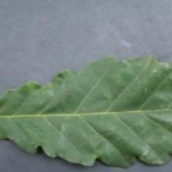 Quercus castaneifolia 