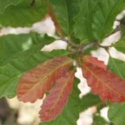 Quercus castaneifolia 