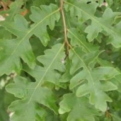 Quercus cerris