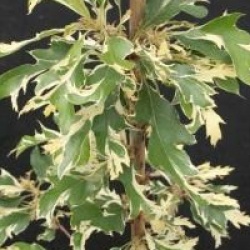 Quercus cerris 'Argenteovariegata'