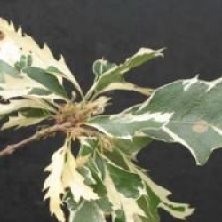 Quercus cerris 'Argenteovariegata'