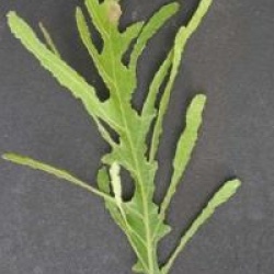 Quercus dentata 'Pinnatifida'