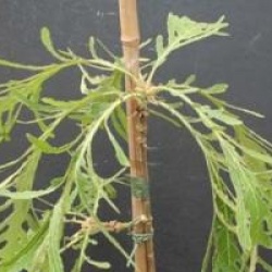 Quercus dentata 'Pinnatifida' - Ch�ne dentata Pinnatifida