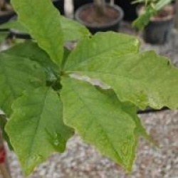 Quercus macrocarpa - Ch�ne macrocarpa
