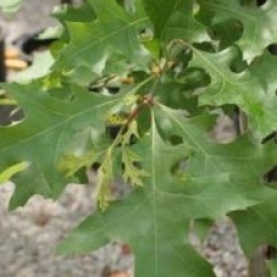 Quercus palustris