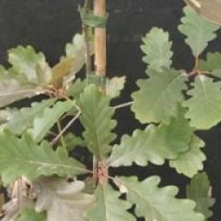 Quercus petraea 'Purpurea'