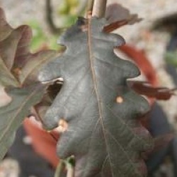 Quercus petraea 'Purpurea'