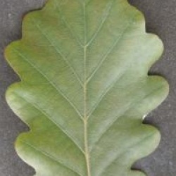 Quercus petraea 'Purpurea'