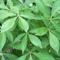 Aesculus pavia - Pavier rouge