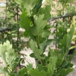 Quercus robur f. fastigiata - Ch�ne p�doncul� fastigi�