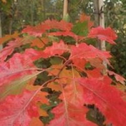 Ch�ne rouge d'Am�rique