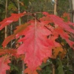 Quercus rubra