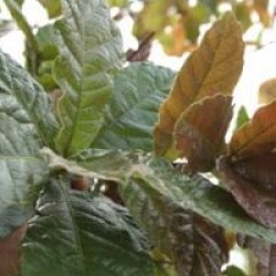 Quercus rysophylla 'Maya'