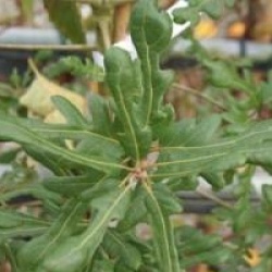 Ch�ne Diversifolia