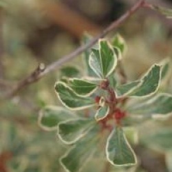 Rhamnus alaternus 'Argenteovariegata'
